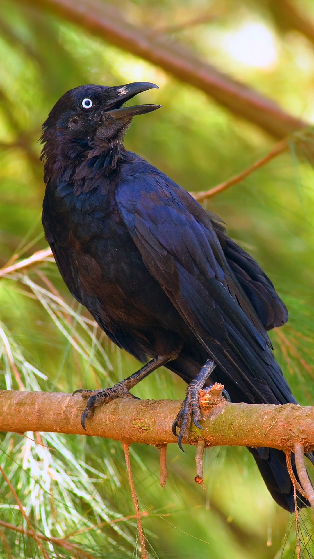 乌鸦#乌鸦看到尾巴就要揪一下,真的是因为嘴欠吗?