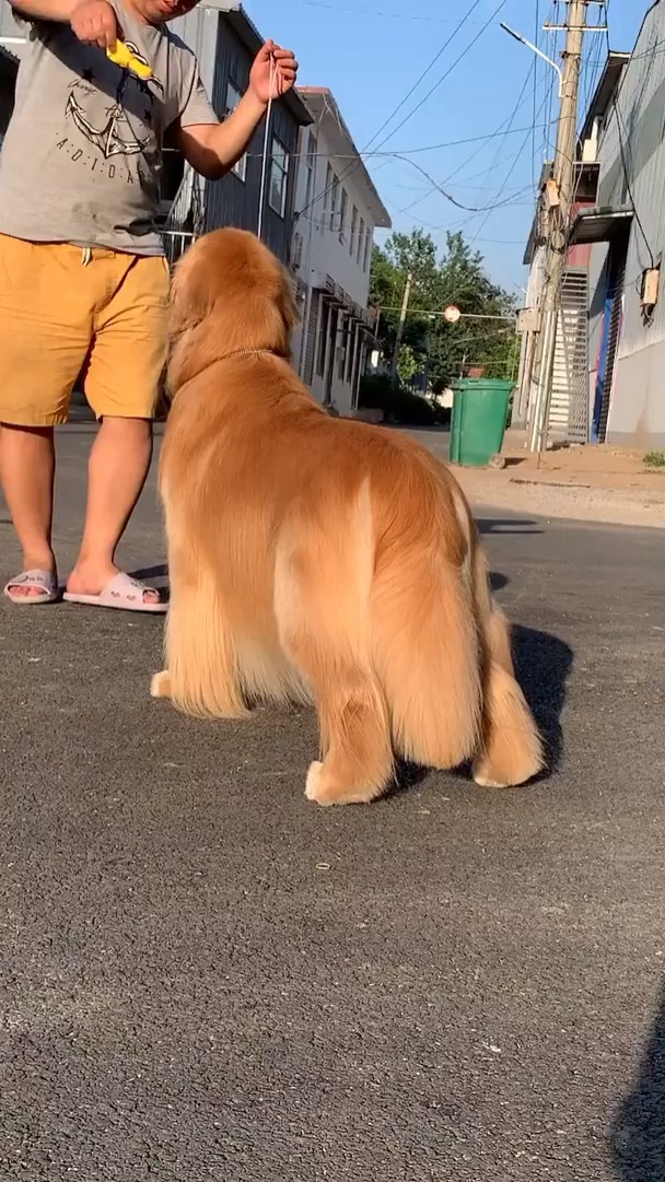 我要上热门#都说金毛毛卷,洗护美容之后,这样算顺吗#赛级金毛