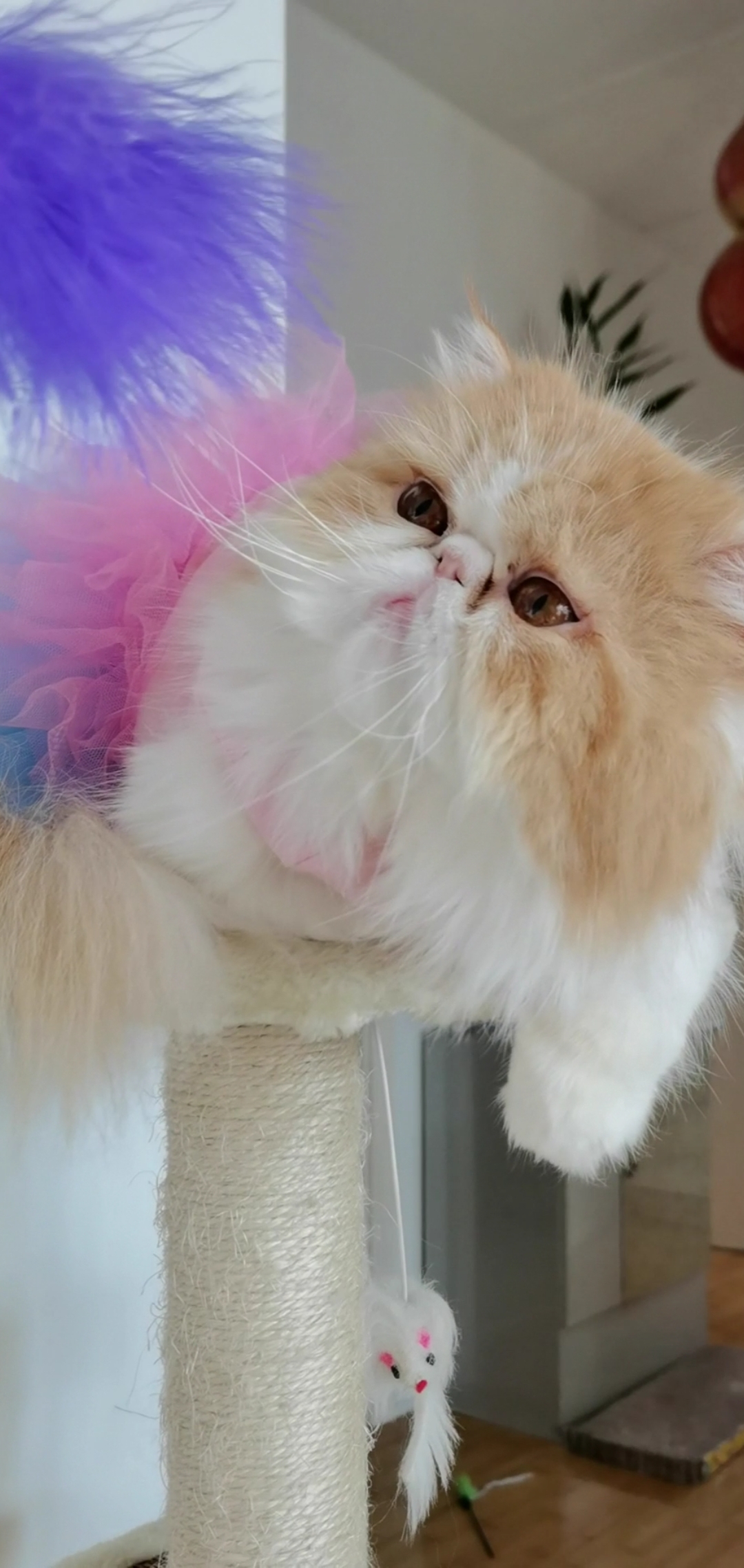 在家云旅游#呆萌呆萌小加菲漂亮的小美猫