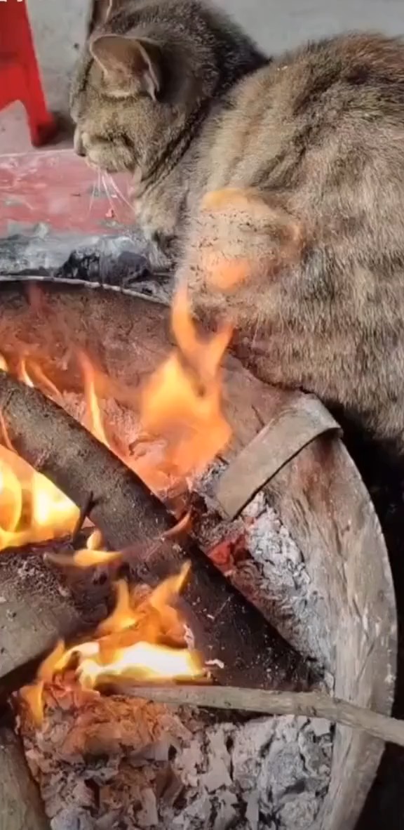 烤火取暖#烤火啦#可爱的小猫咪#猫咪#要吃的快来