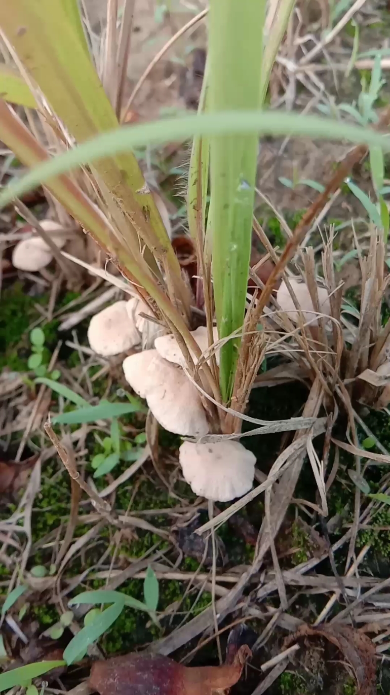 野生稻草菇图片