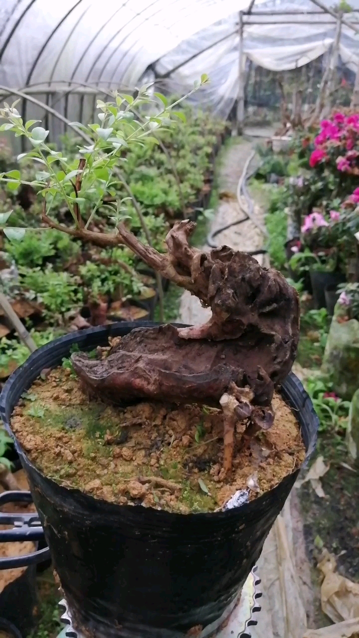 小叶赤楠舍利桩