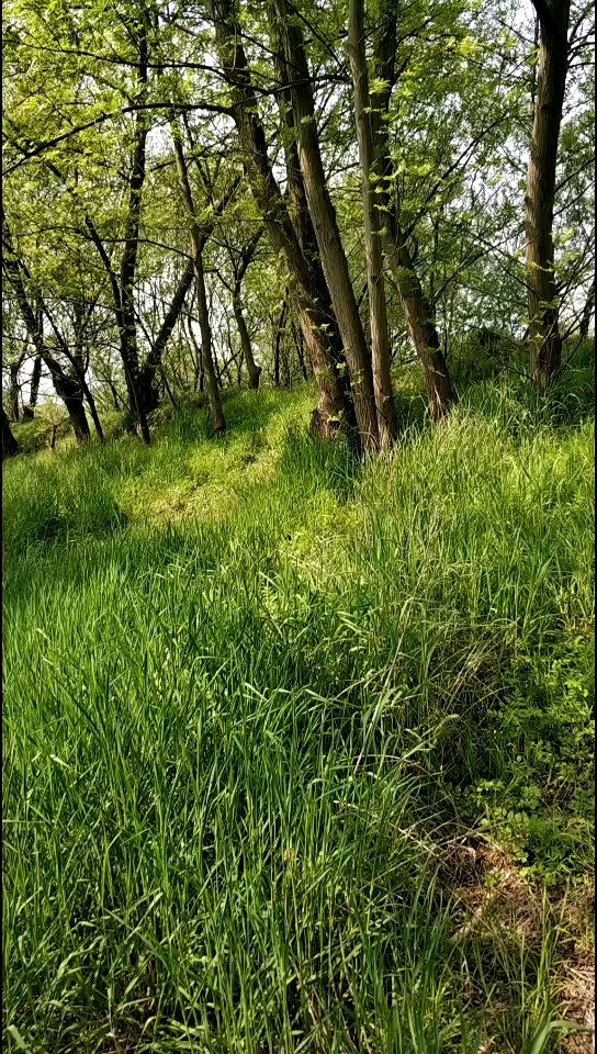 喜欢家乡的一草一木