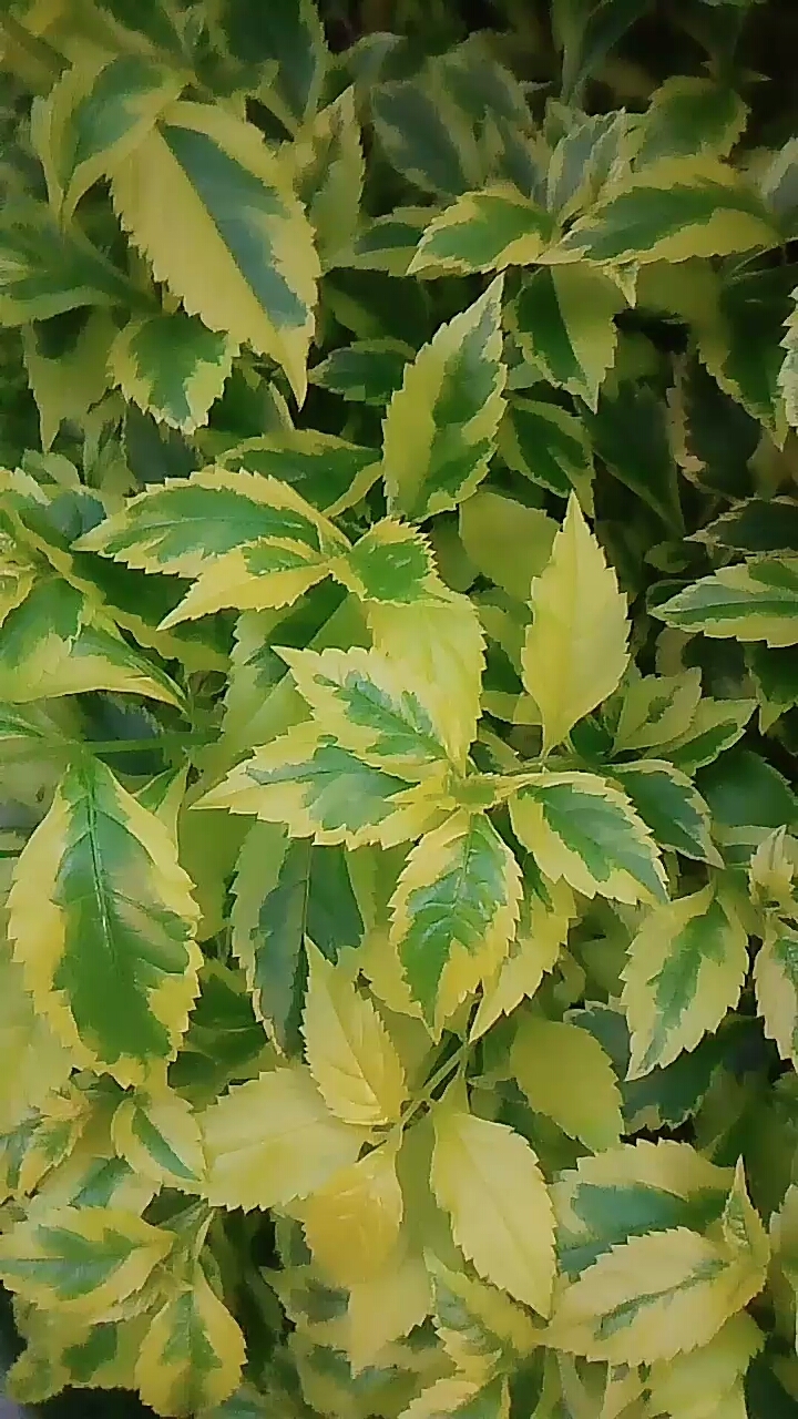 两种颜色的叶子