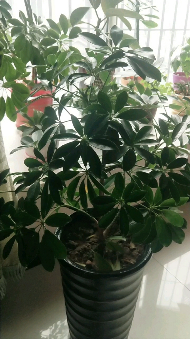 八方来财,也叫鸭脚木,也有人叫它发财树