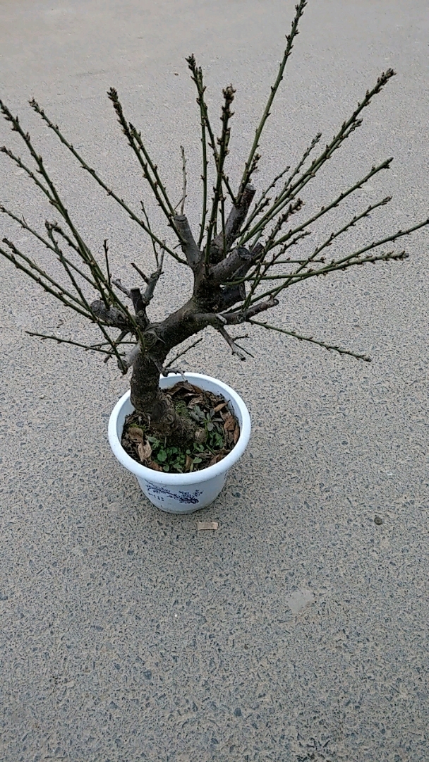 绿梅好多花苞,超级耐寒花卉