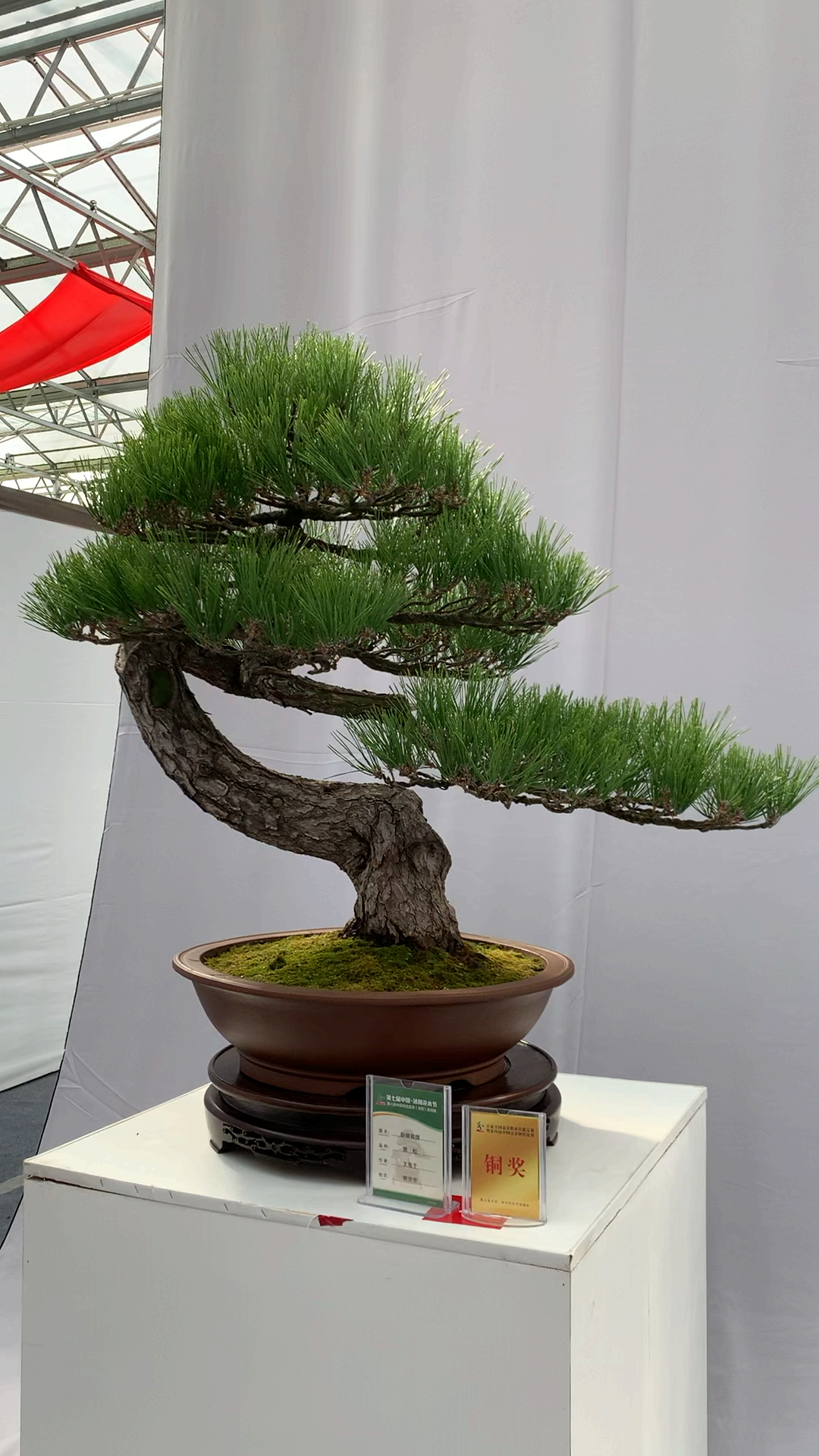 百年老松 爱不爱