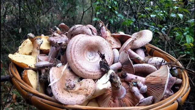 湘西野生枞菌,收获多多