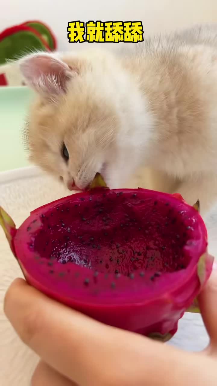 当着我的面偷吃火龙果,还不承认!