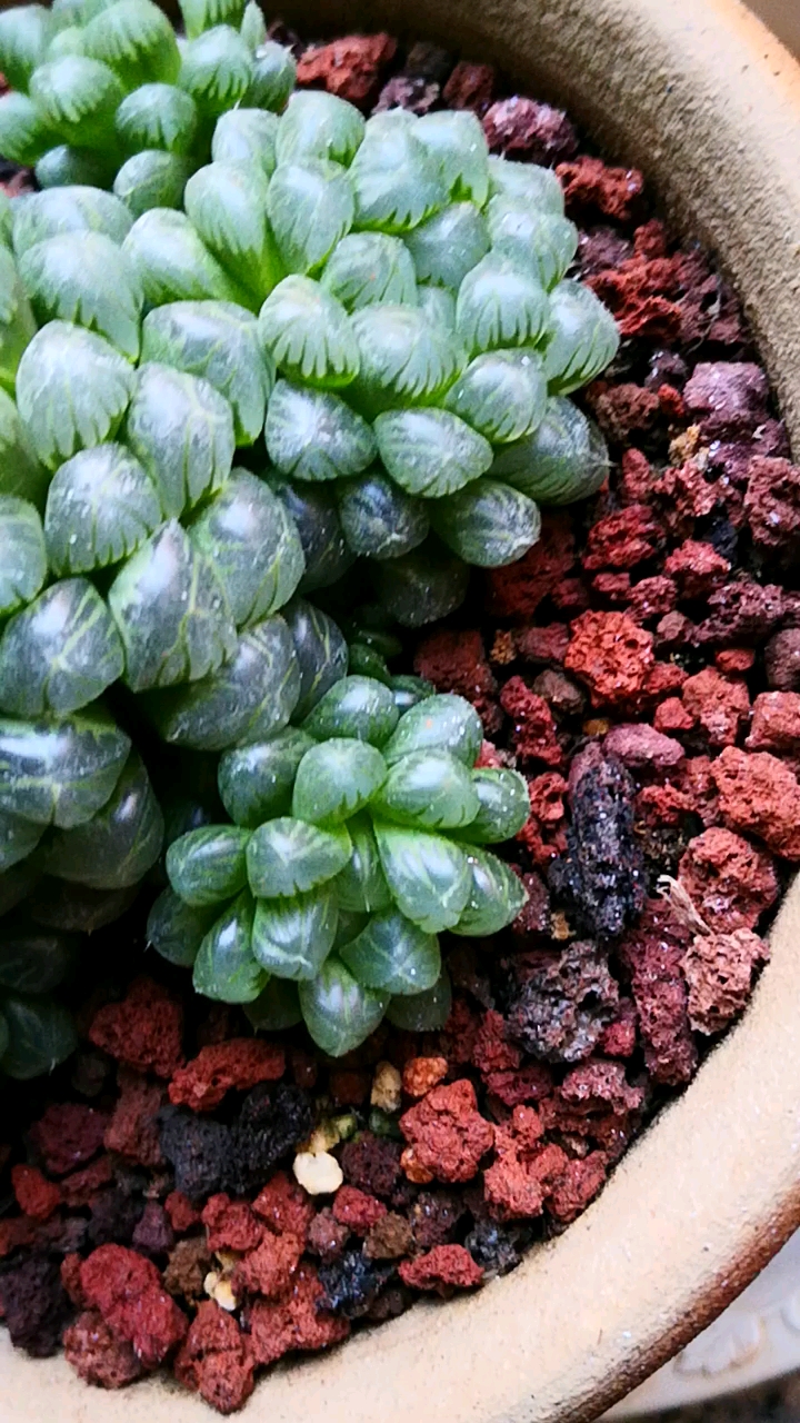 姬玉露养成了捧花老桩,水灵水晶的很迷人!-度小视