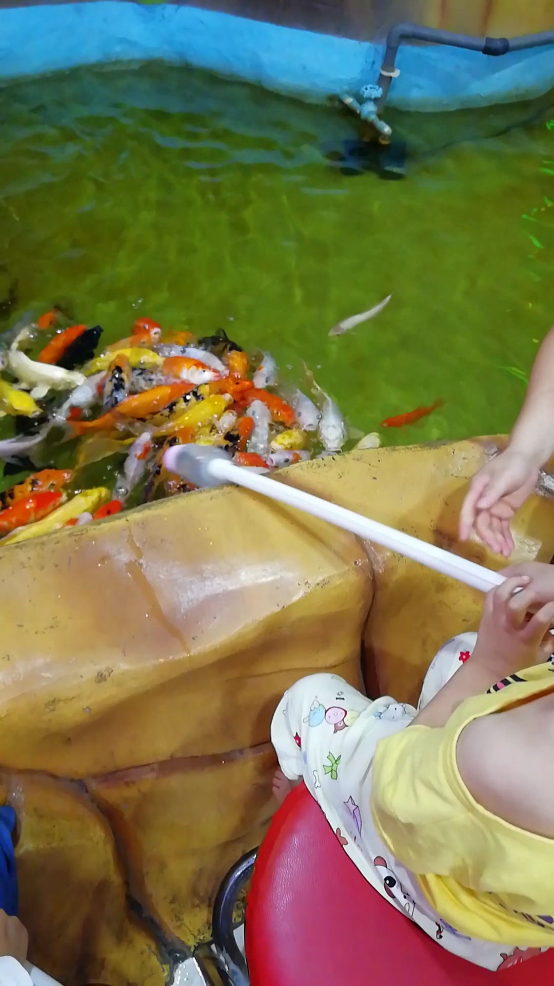 头部保健操#奶瓶喂鱼,越喂越高兴.