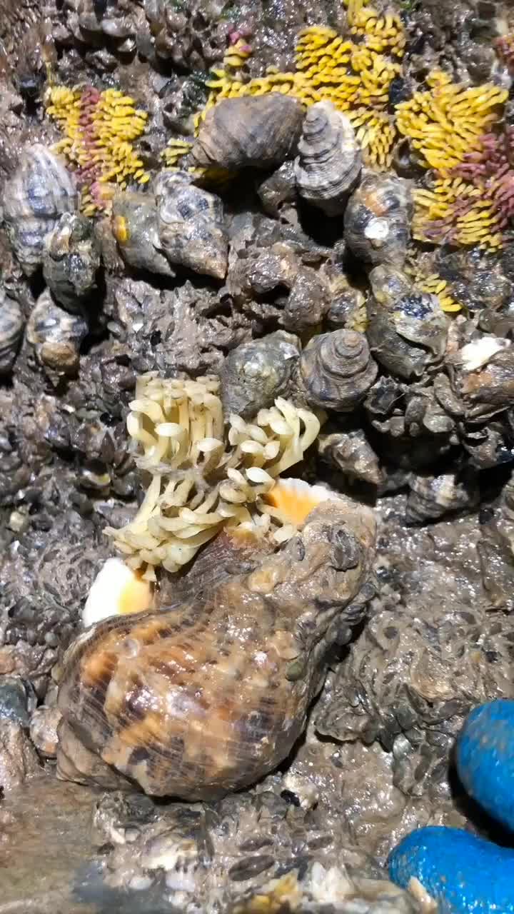 海螺居然长出花了其实这是海螺的卵特别漂亮