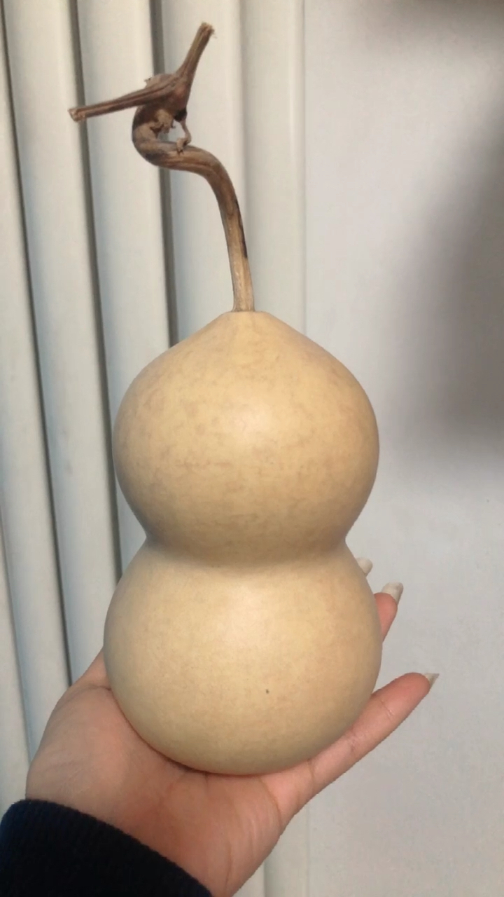 今年的本长葫芦!盘它!