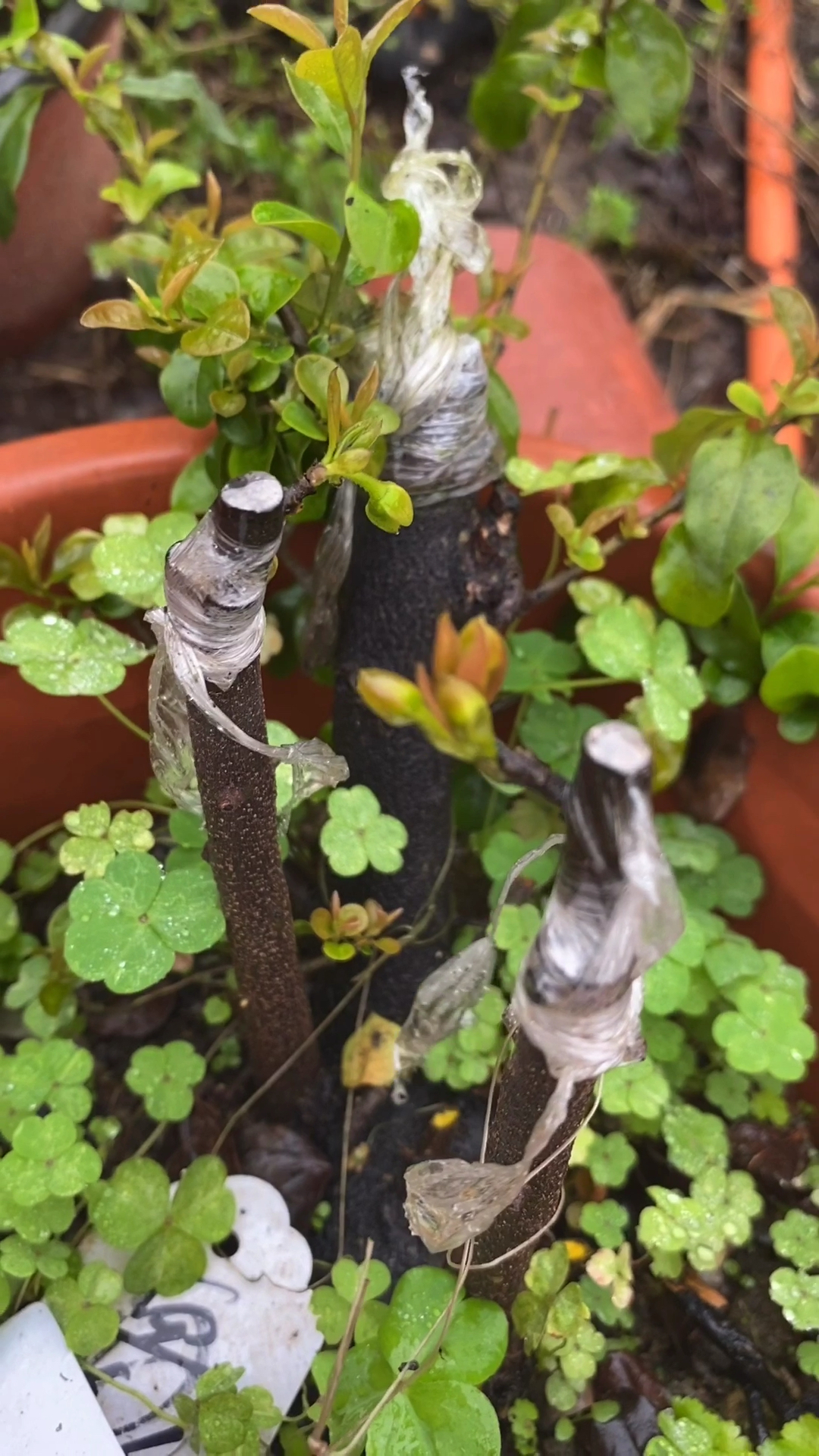 金弹子盆景#金弹子花芽嫁接