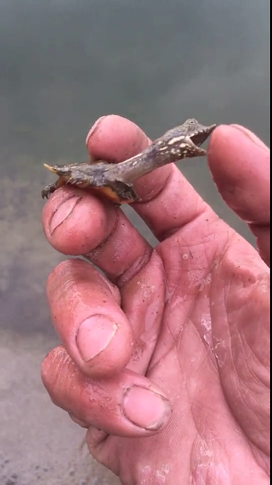 小小的甲鱼也会咬人