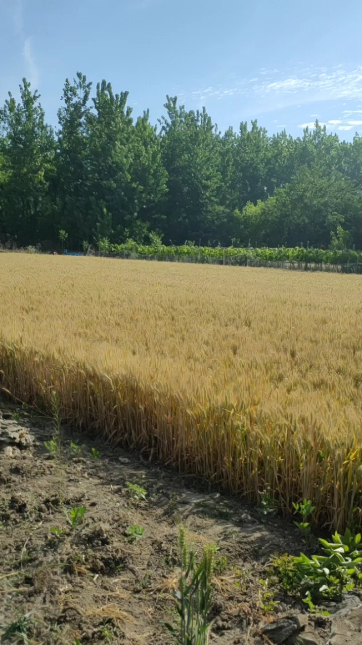 劳动最光荣#小麦都黄了,该回来收麦了