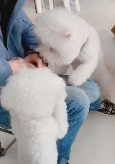 张土豆前面已经吃了一整个鸡小胸冻干并且打了个大饱嗝我作证豆爸这次