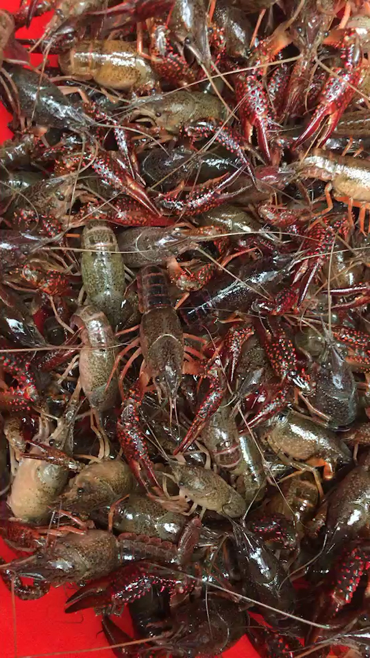 土生土长的小龙虾