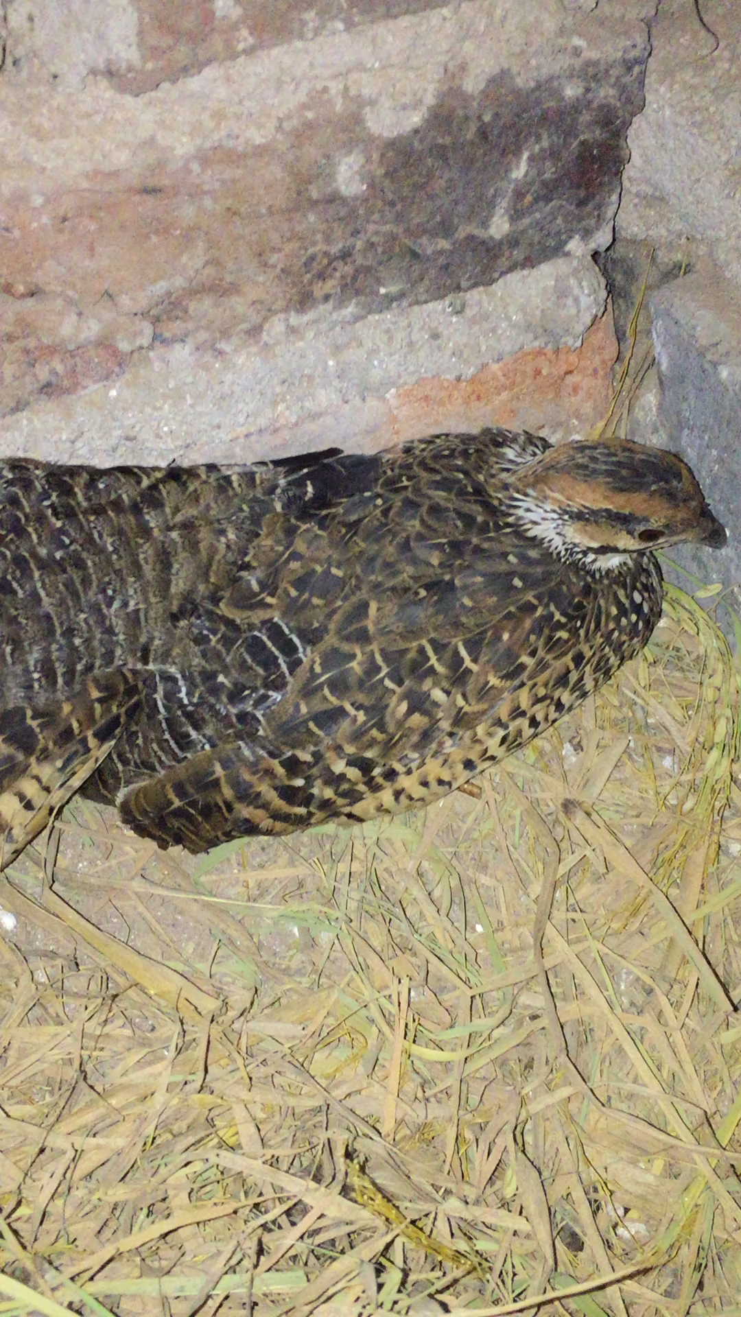 湖南小胡中华鹧鸪养殖,冷天注意给鹧鸪保暖
