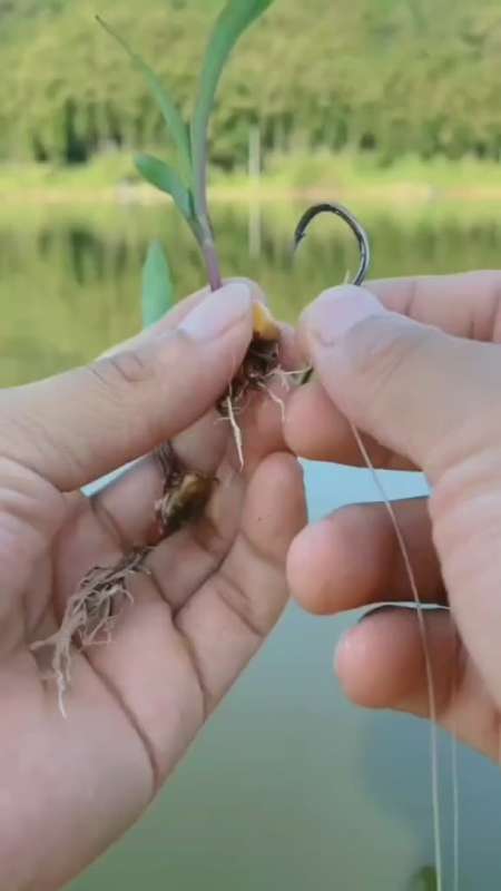 用嫩王米芽子垂钓大草鱼草鱼天生爱吃草和嫩芦苇钓草鱼效果特别好官方