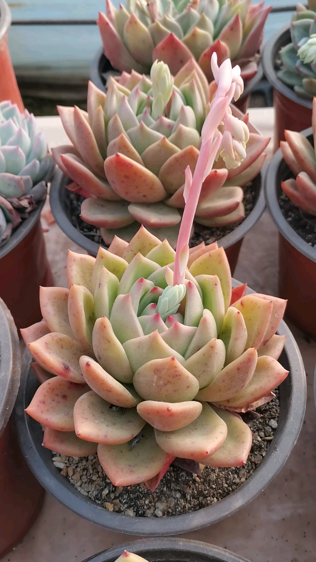 多肉#多肉花剑太多很容易破相!