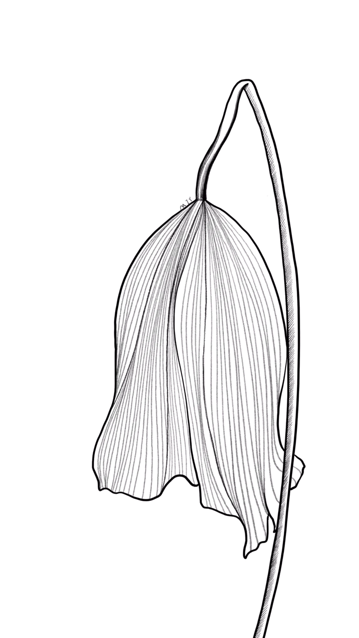 画画原来如此简单#简笔画荷叶