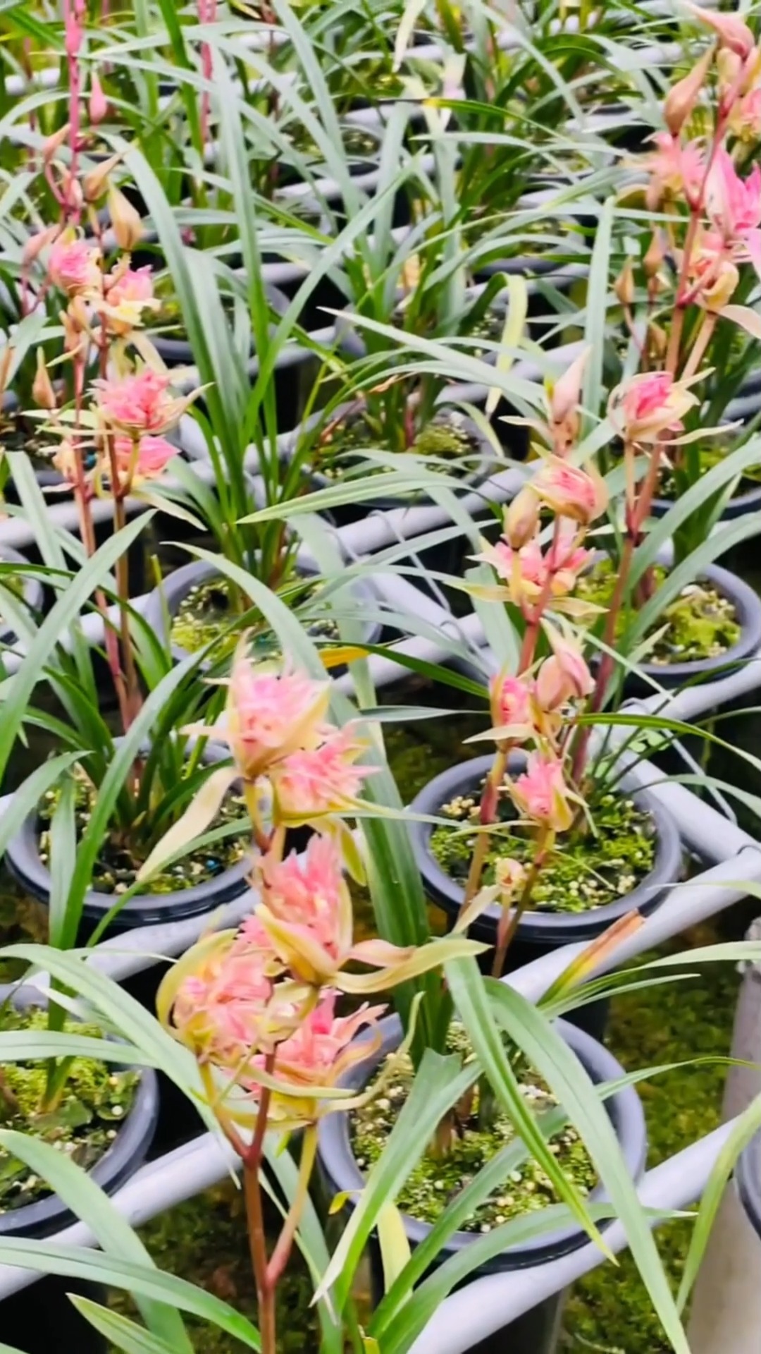 兰花#寒兰五福临门