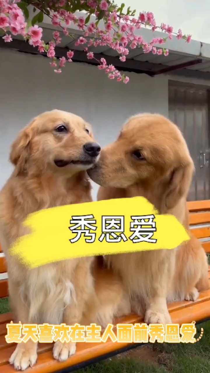 我家萌寵成精啦#狗狗秀恩愛