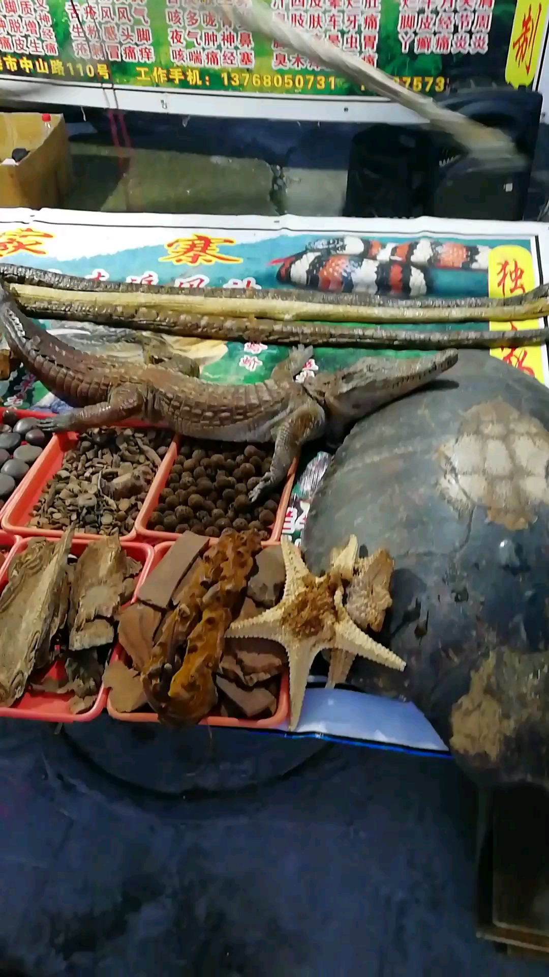 多少条野生动物同泡酒