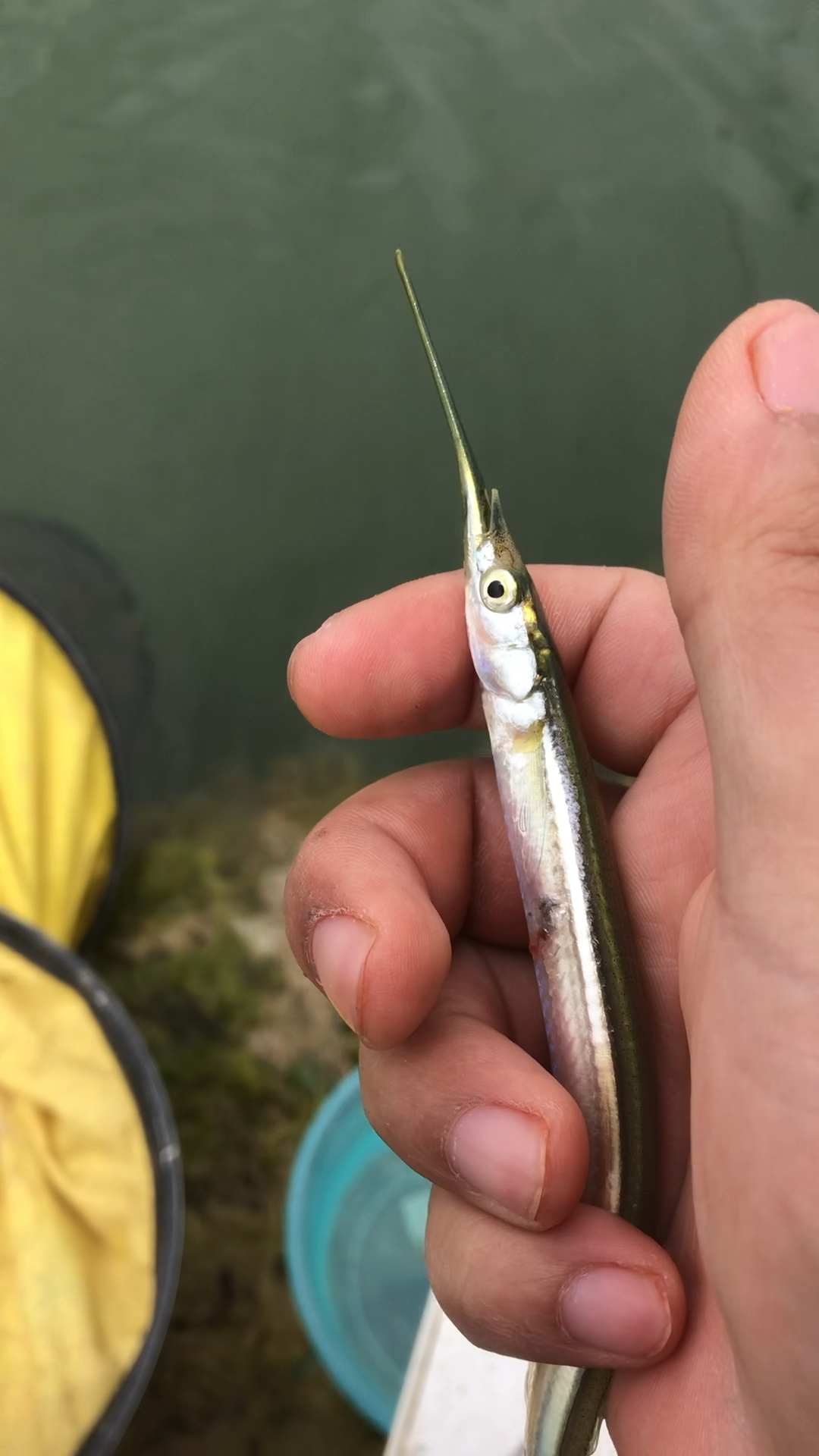 淡水针鱼(沂河收货)