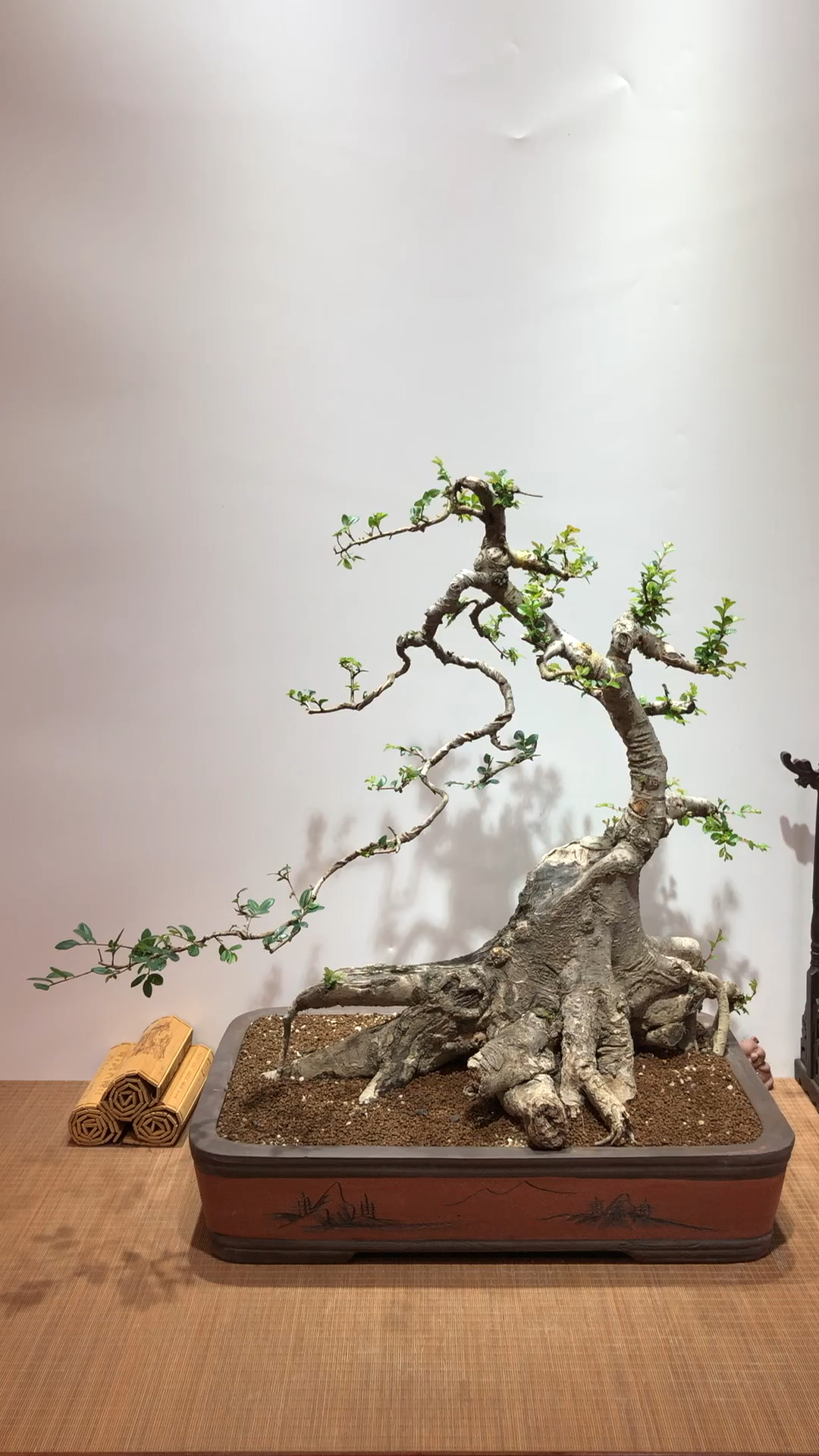 老桩榔榆,枯木逢春