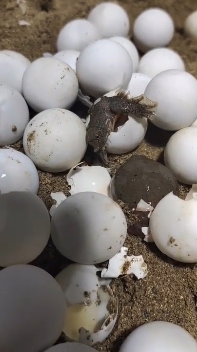 罕见!抓鳝回来路上 看见甲鱼蛋甲鱼出壳!