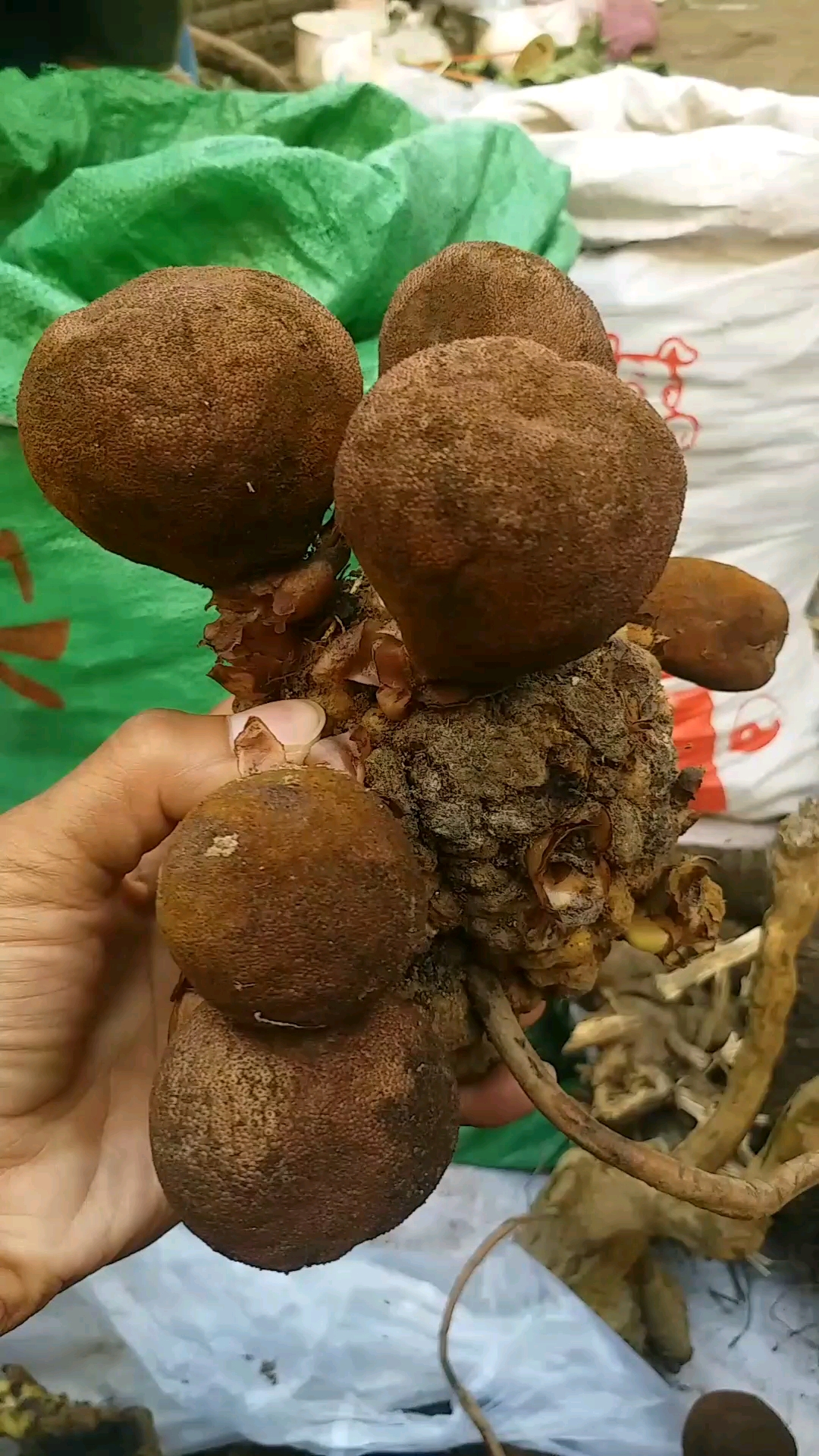 旅游进行时#鹿心草