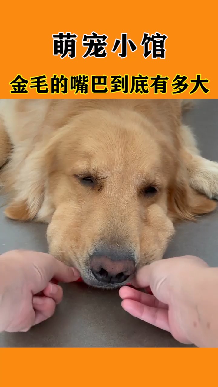 我家萌宠成精了#来看看金毛的嘴巴到底有多大