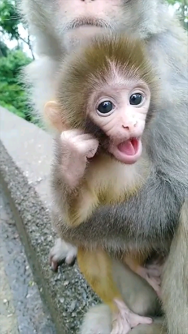 小猴子,又叫猴三儿