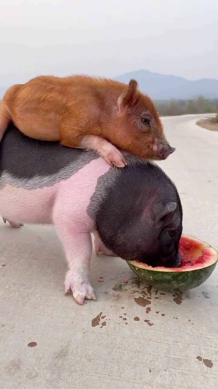 萌宠#宠物猪2