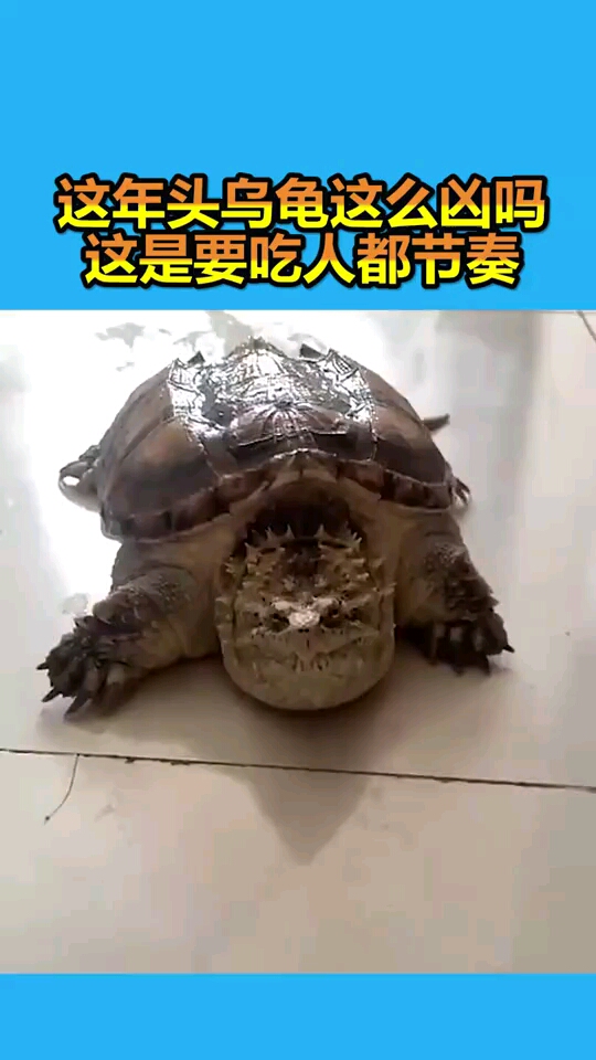 这年头乌龟这么凶吗这是要吃人的节奏