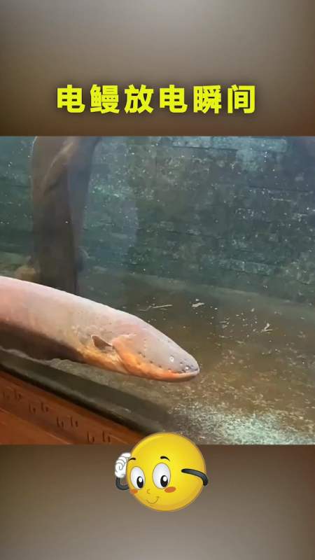 原来电鳗是这样放电的,千万不要眨眼睛,这也太神奇了-度小视
