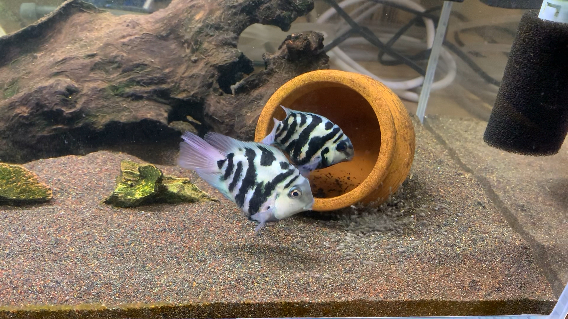 迷你鹦鹉又起飞一窝