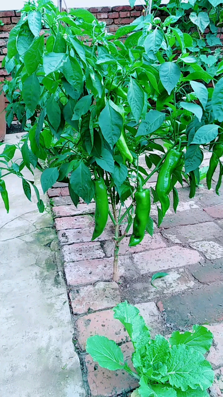 你一眨眼我就心动#这辣椒长在砖缝里了
