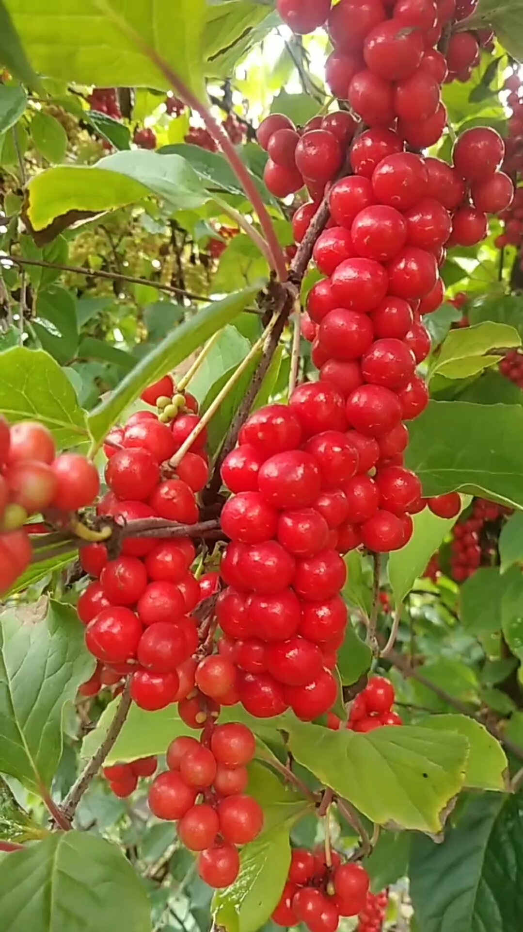 家乡特色美食