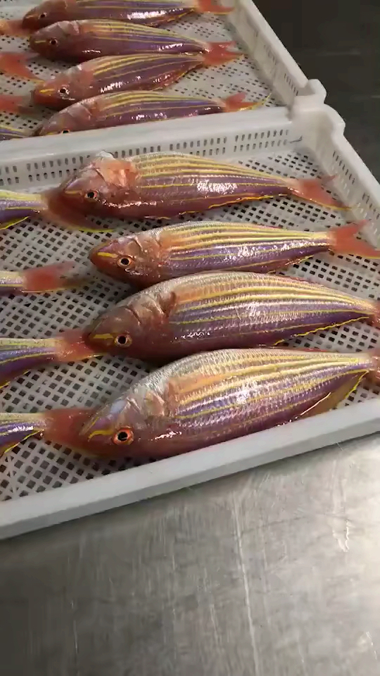 延绳钓野生金线鱼! 男人必吃大补鱼 干煎油煎很好吃