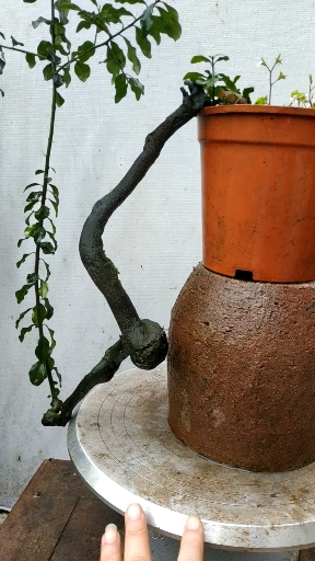 金弹子悬崖熟桩