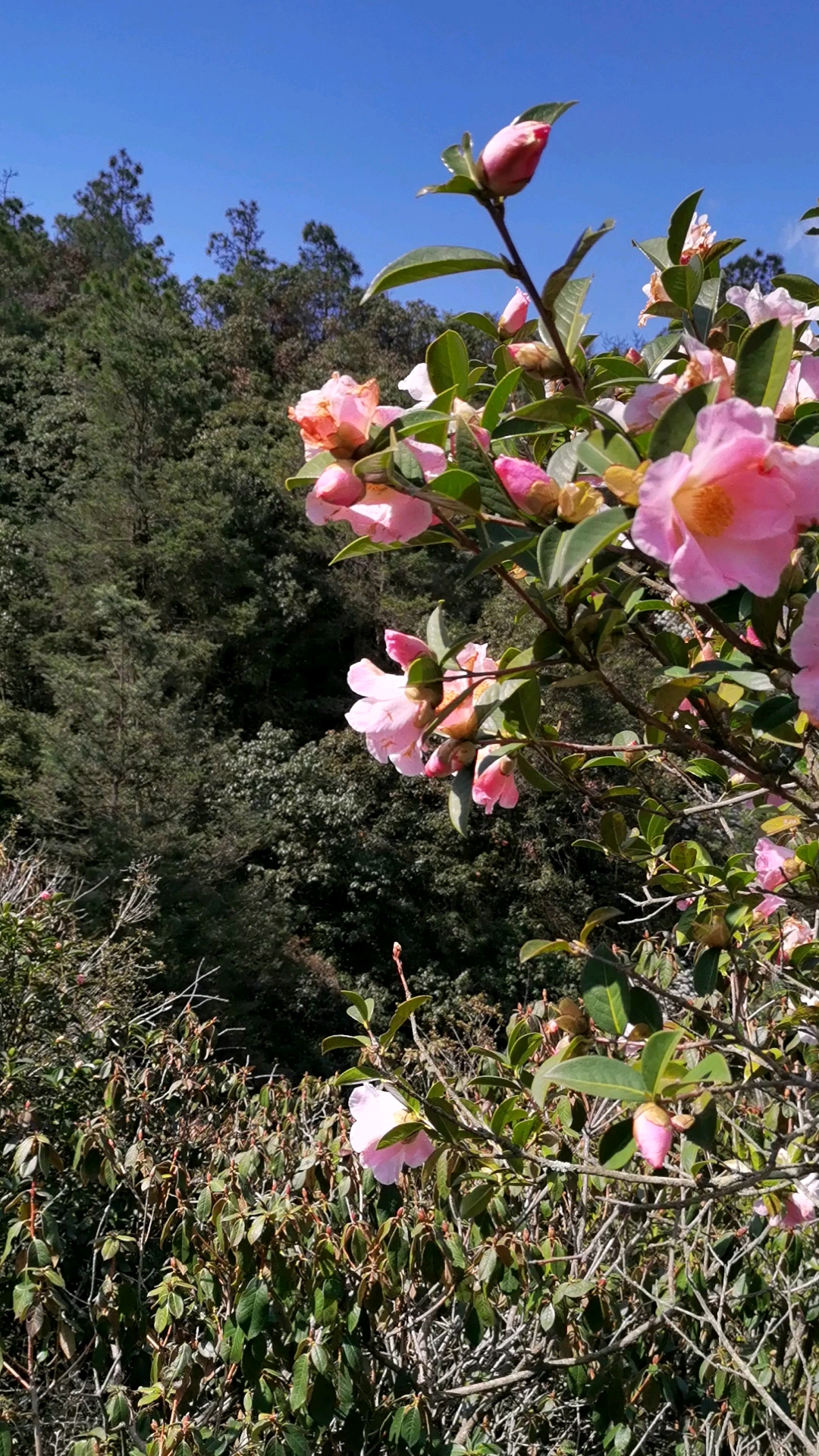 野生山茶花的美,独一无二!