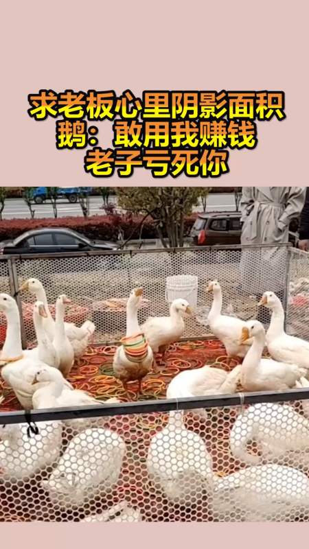 搞笑段子剧#求老板心里阴影面积,鹅:敢用我赚钱,老子亏死你