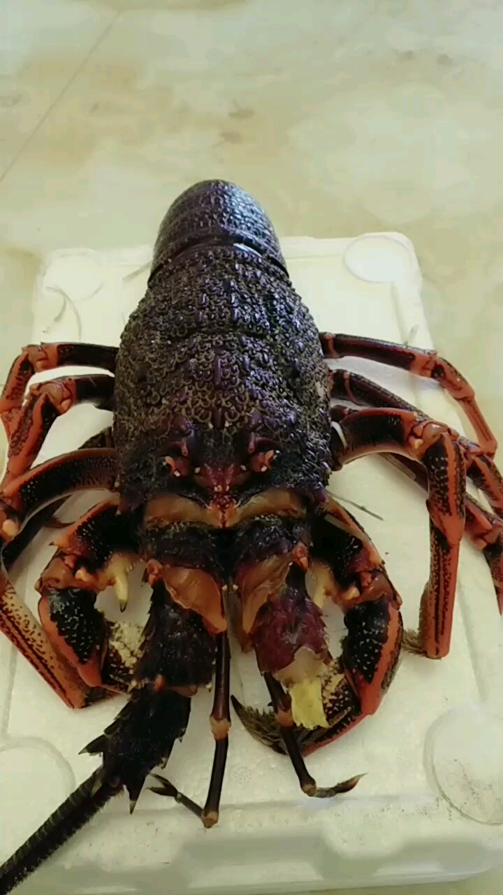 四斤大龙虾 过年就就它了 盘它