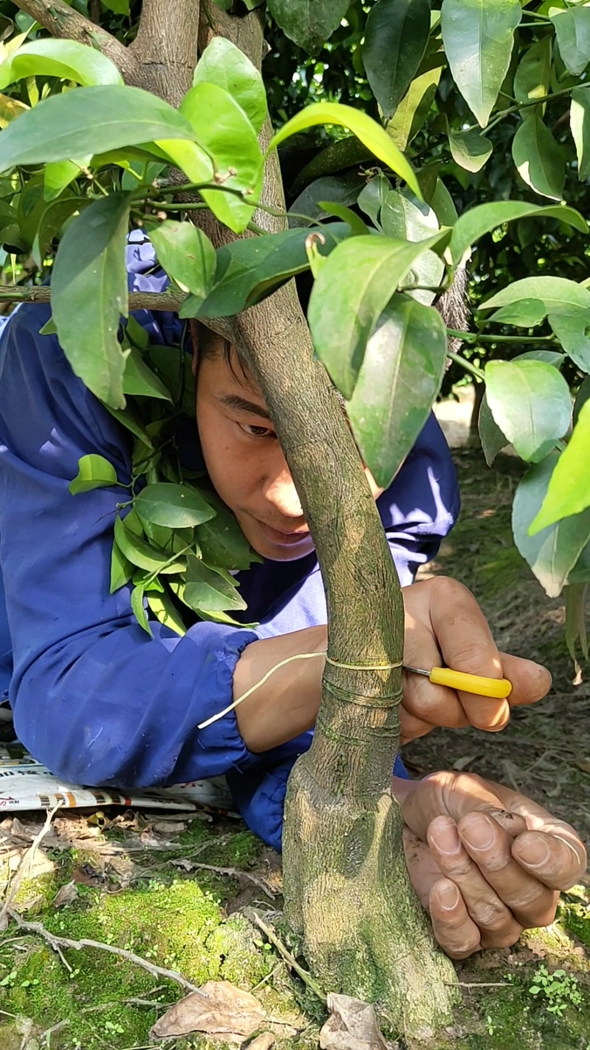 果树环割#辛辛苦苦这样干,一天150块钱,想哭哭不出!