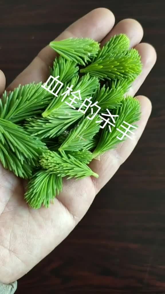 血栓的克星