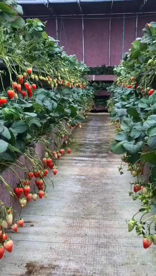 福山区高架无土立体草莓,采摘最多吃到3斤多不服的来