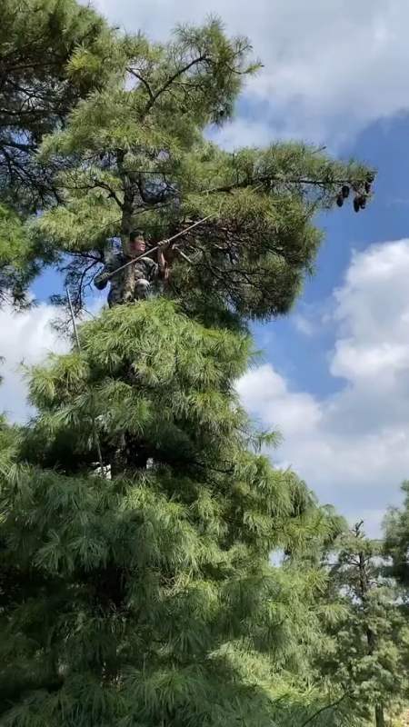 需要爬到树上把松塔打下来-全民小视频